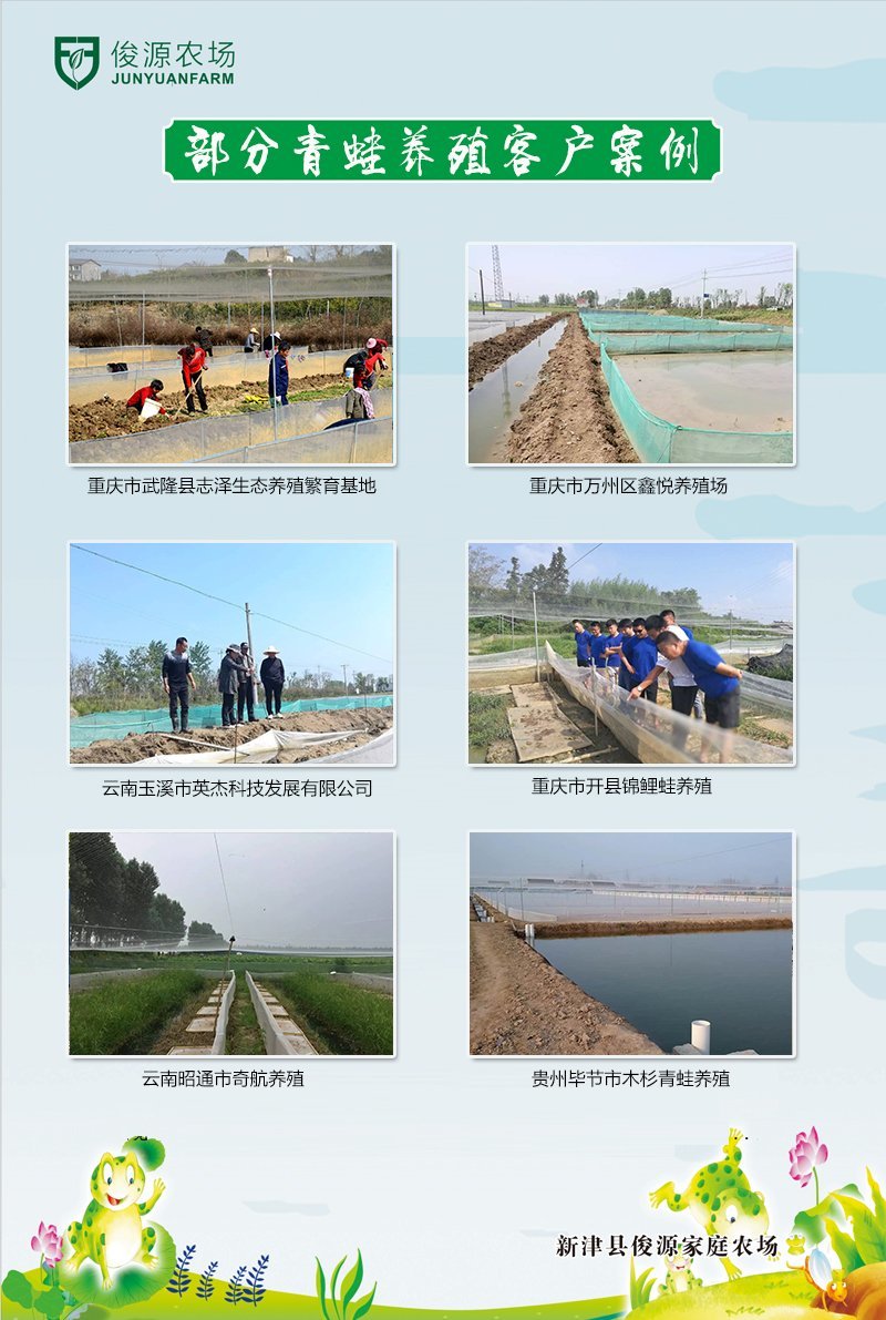出售蛙苗蛙卵蝌蚪纯正优质价格低存活率高