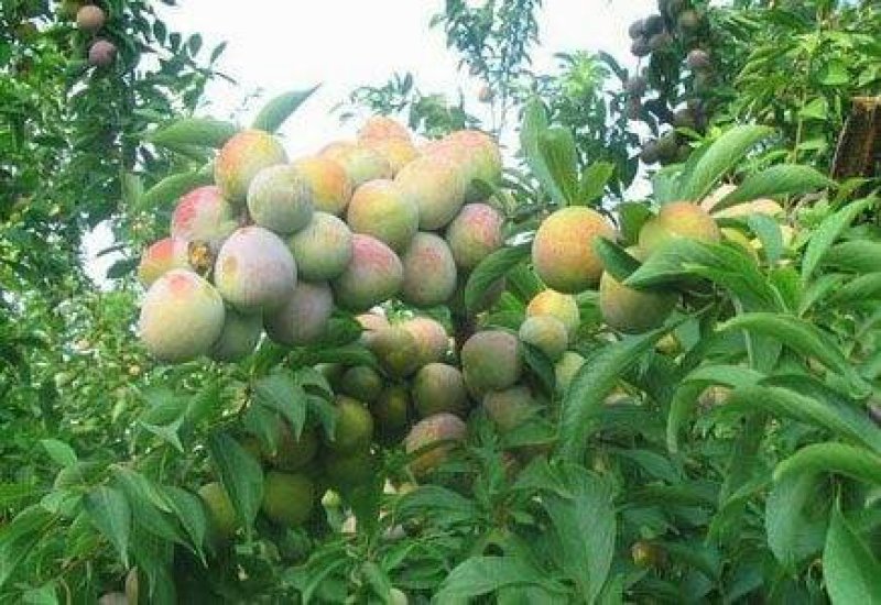 无污染茵红李