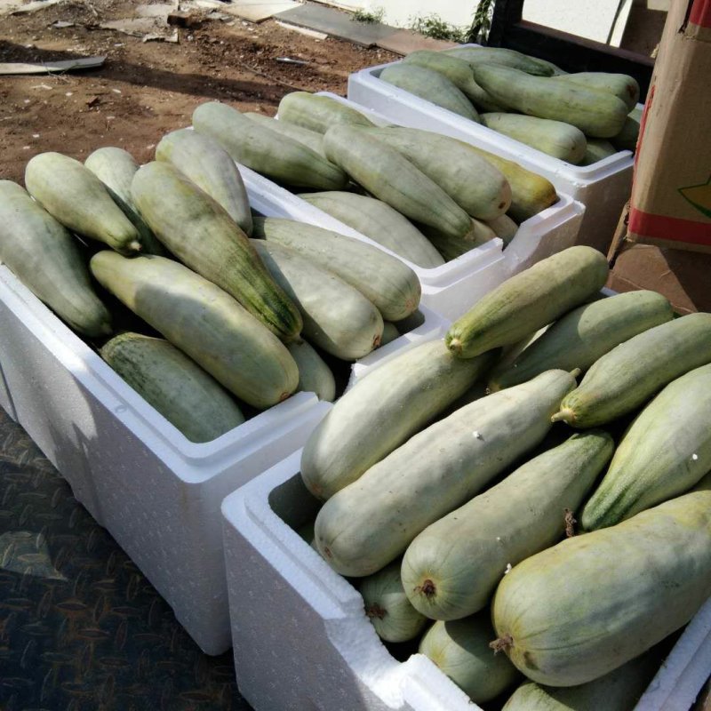 博洋九号八号羊角蜜61等各种品种预上市啦