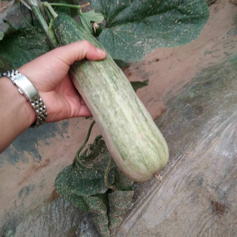 博洋九号八号羊角蜜61等各种品种预上市啦
