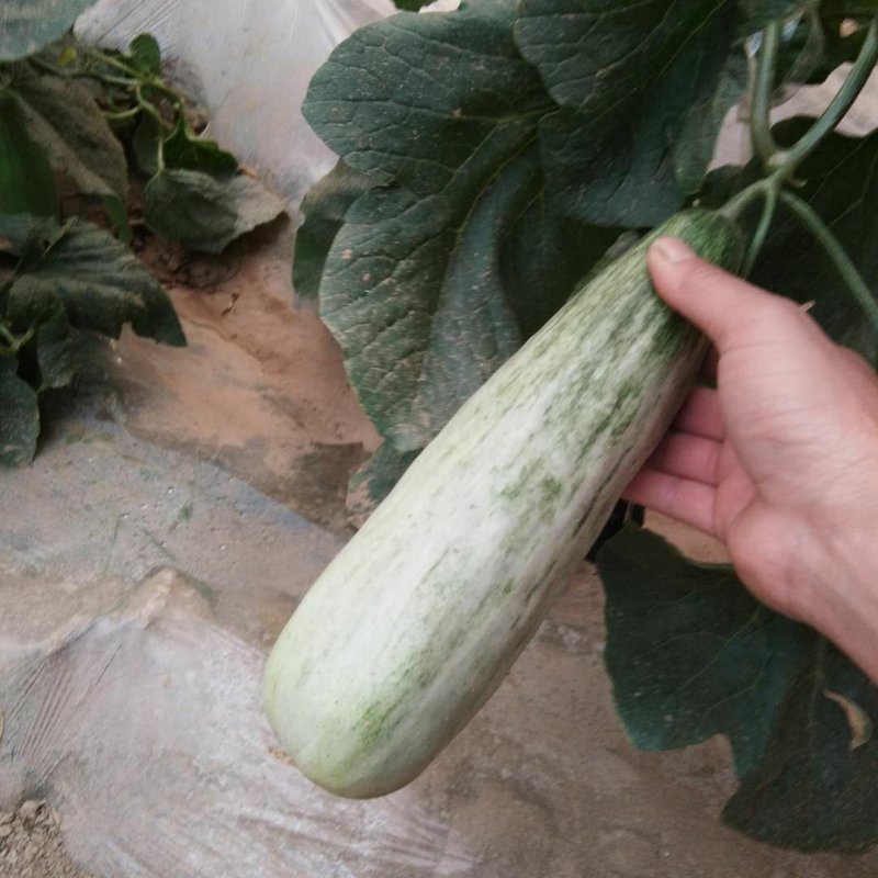 博洋九号八号羊角蜜61等各种品种预上市啦