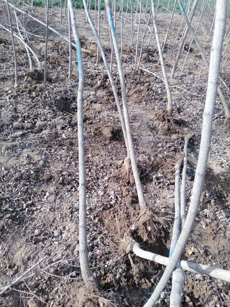 2公分元宝枫