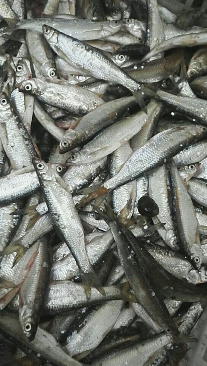 小餐条
