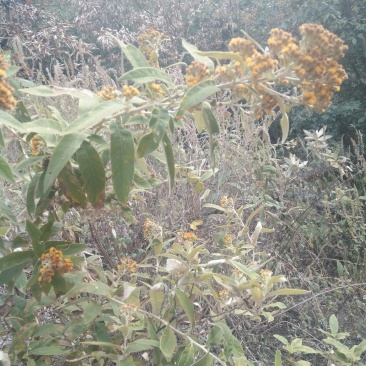 羊耳菊
