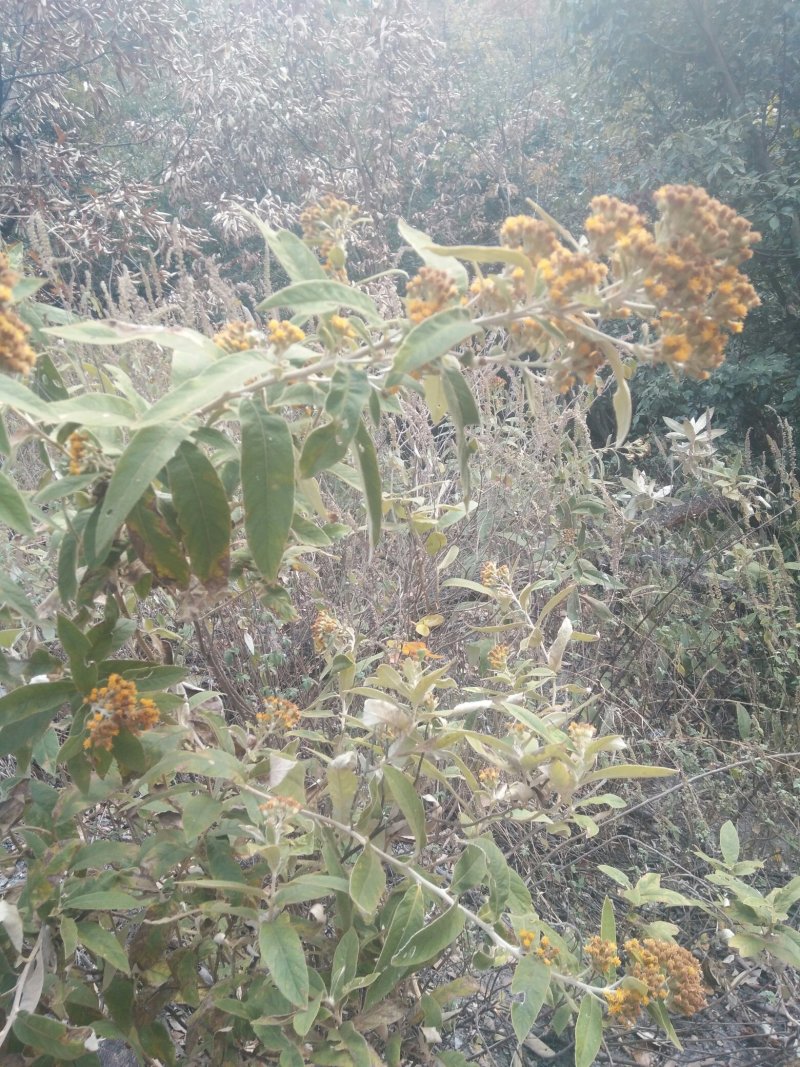 羊耳菊