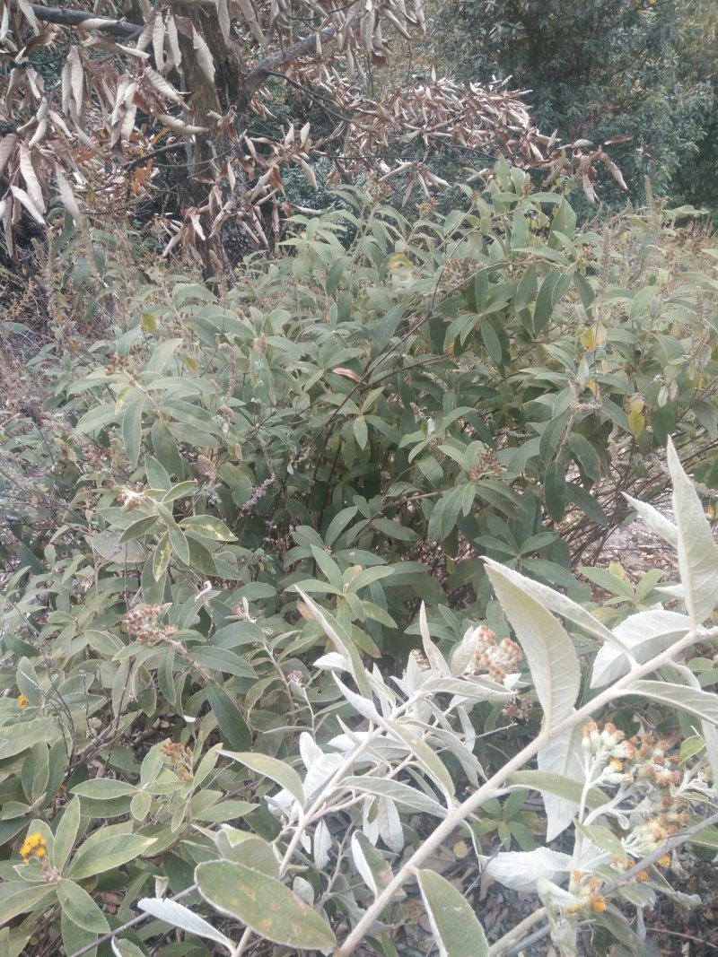 羊耳菊