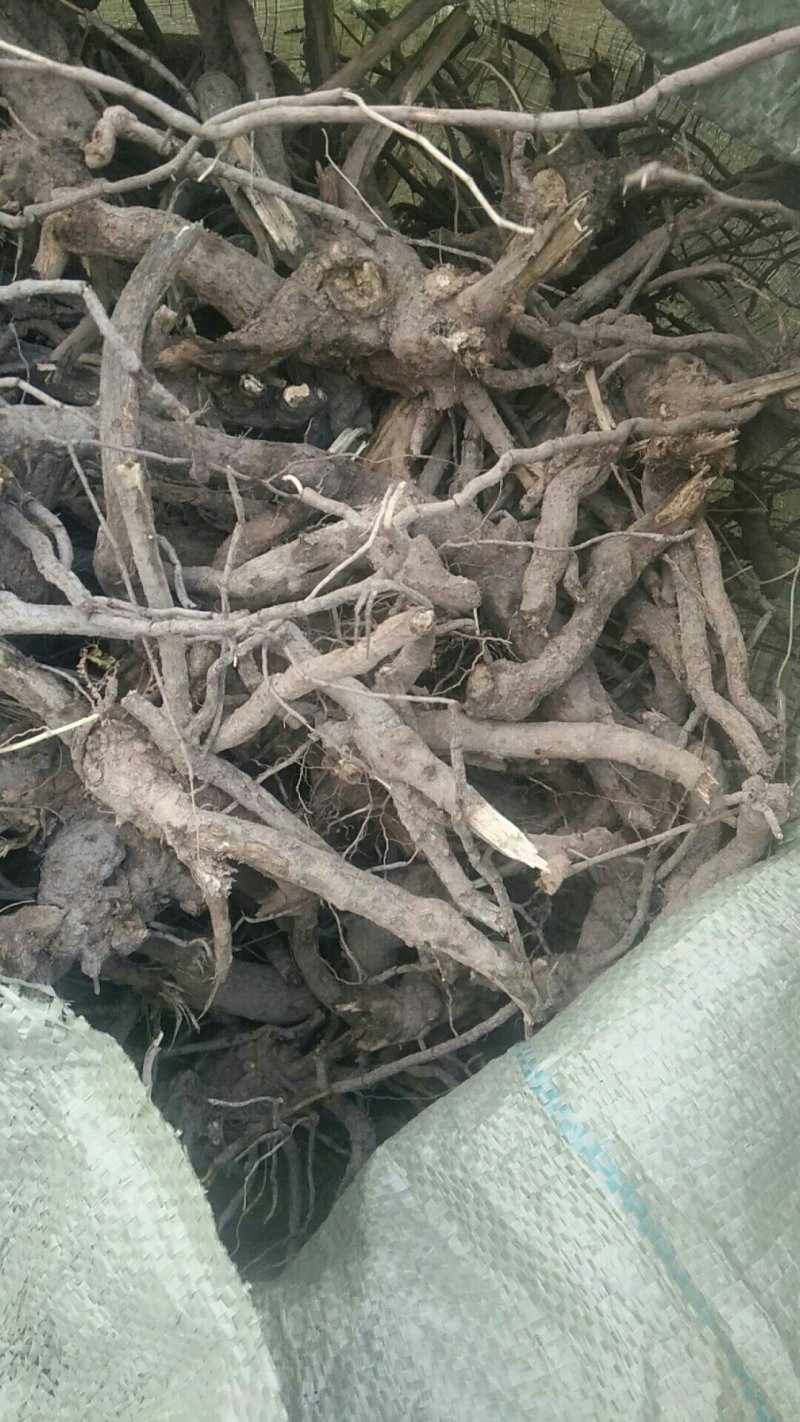羊耳菊