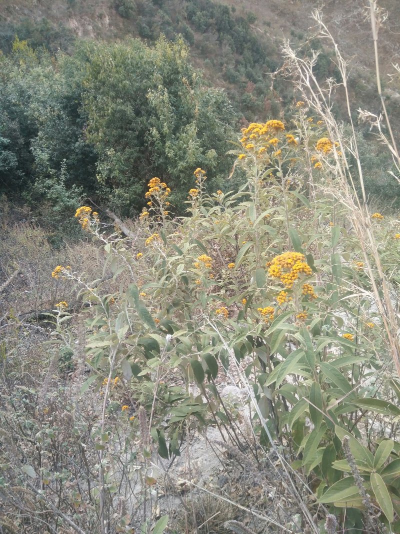 羊耳菊