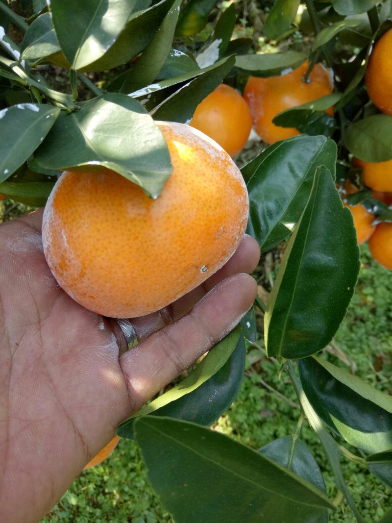 茂谷柑