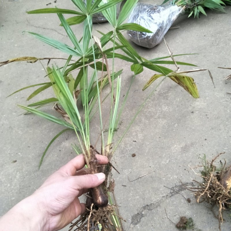 棕榈树苗高度10-50公分2-8张叶子100颗起发