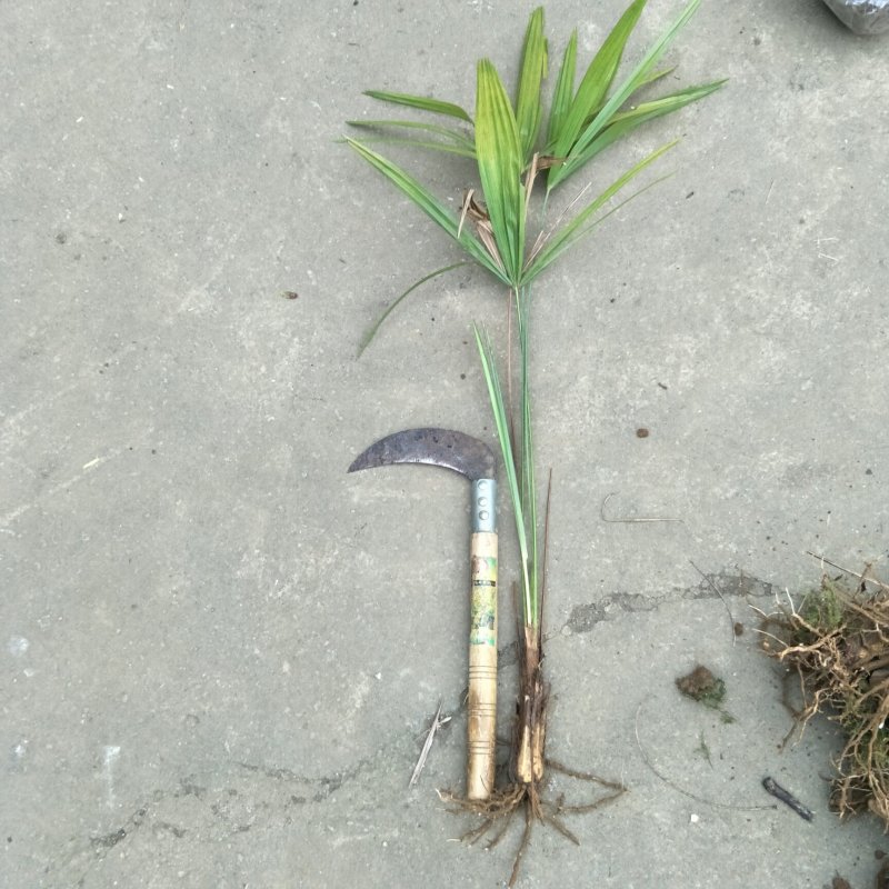 棕榈树苗高度10-50公分2-8张叶子100颗起发