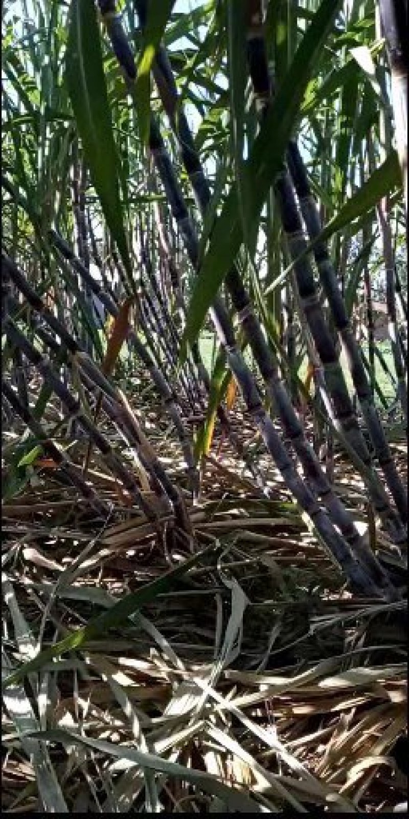种苗甘蔗种苗