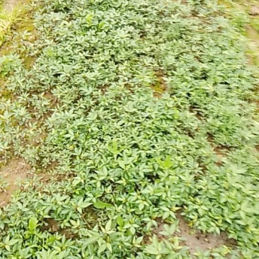 各种规格的花椒苗