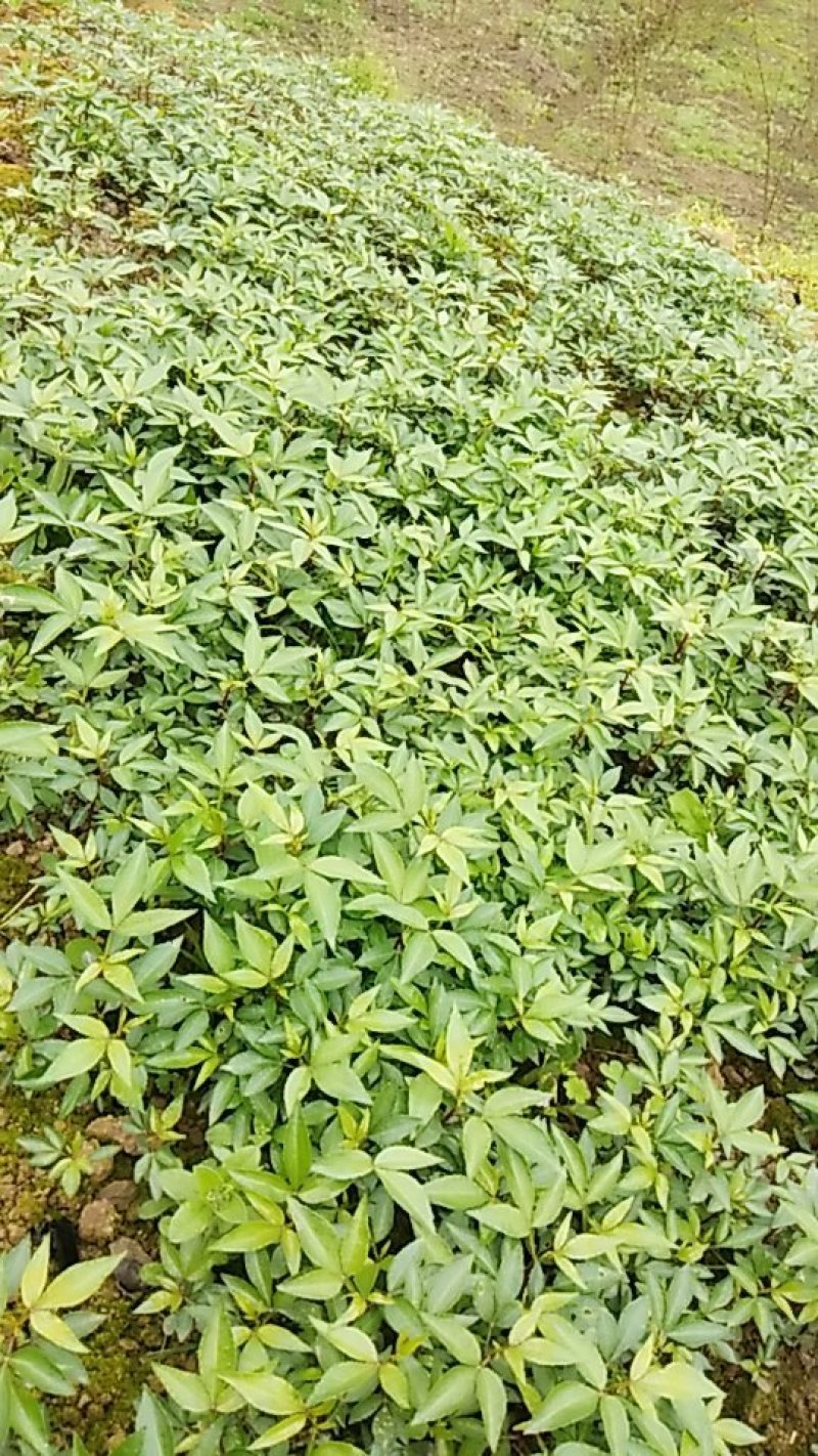 各种规格的花椒苗