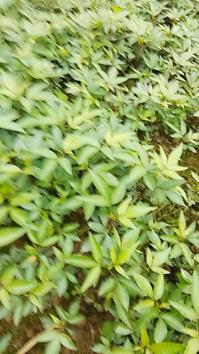 各种规格的花椒苗