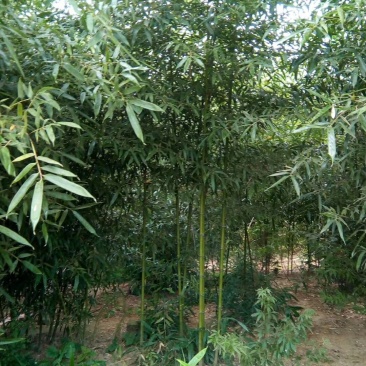 竹子,青竹,刚竹,早园竹,紫竹,金镶玉,2公分以上