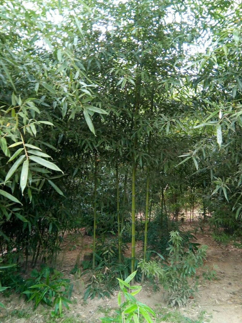 竹子，青竹，刚竹，早园竹，紫竹，金镶玉，2公分以上