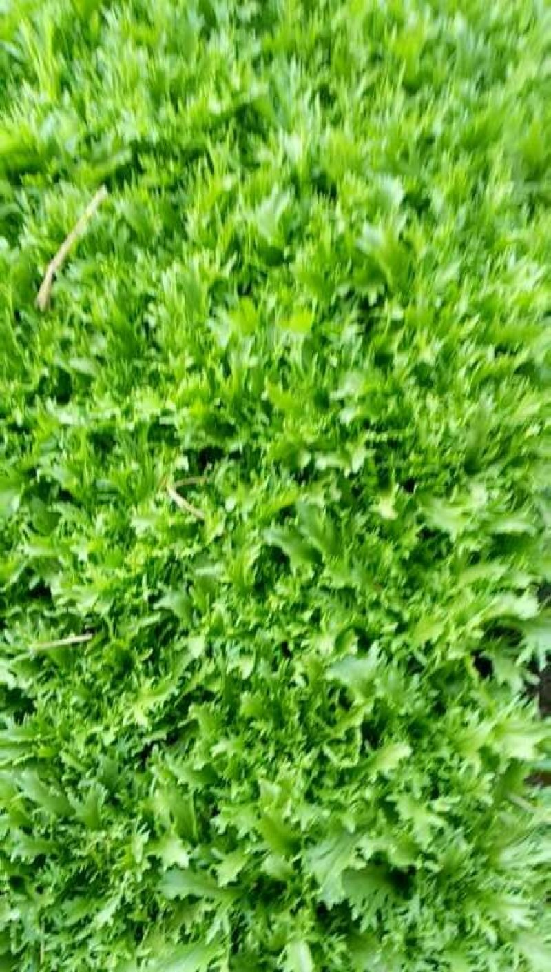 苦菊大叶苦菊黄芯苦菊，基地直供可视频看菜