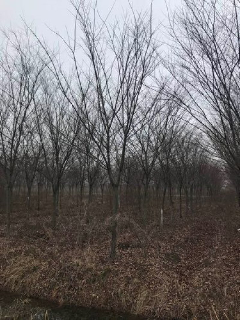 榉树