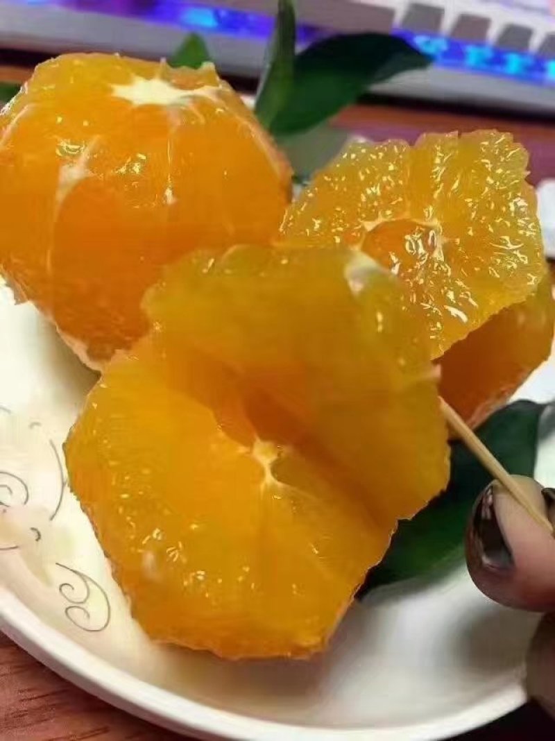 夏橙自家果园现场采果