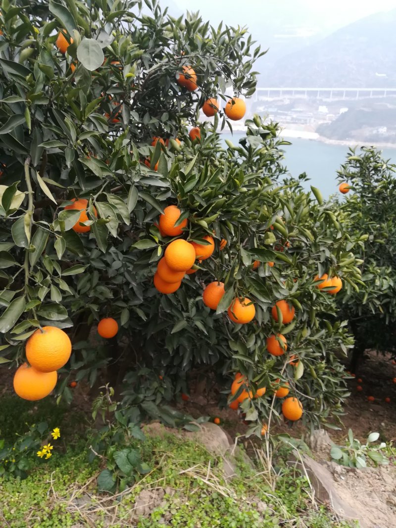 夏橙自家果园现场采果