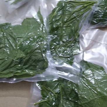 新鲜桑叶现采现发保证质量