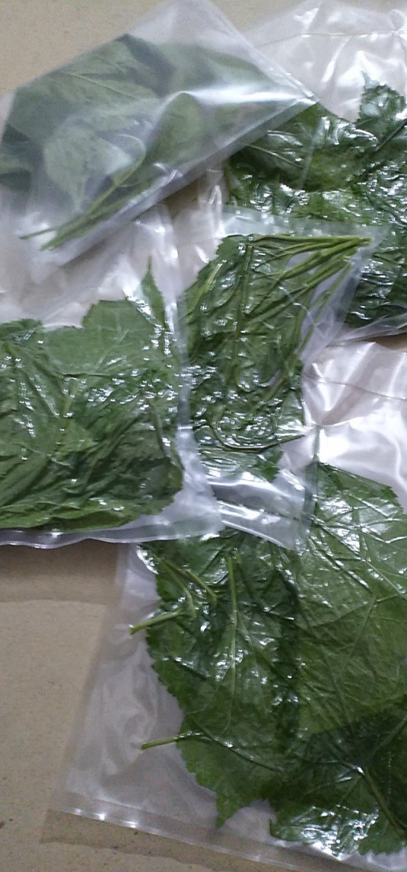 新鲜桑叶现采现发保证质量