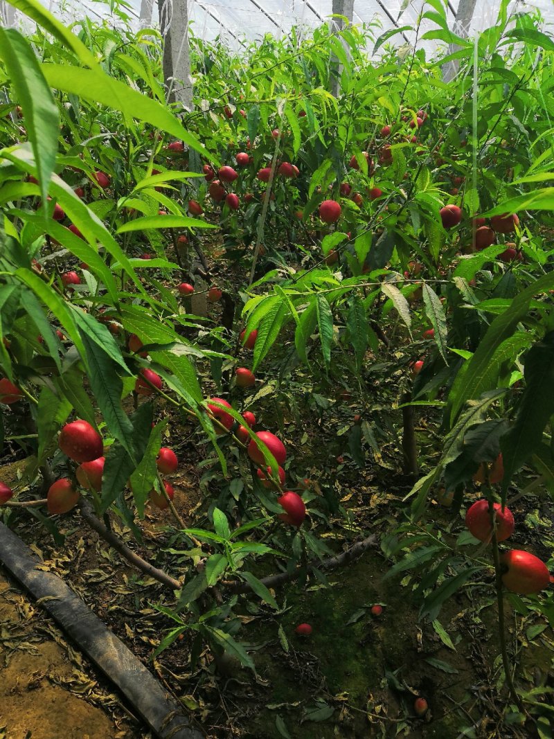 常年大量收购油桃，着色香葡萄