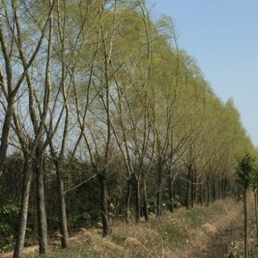 柳树