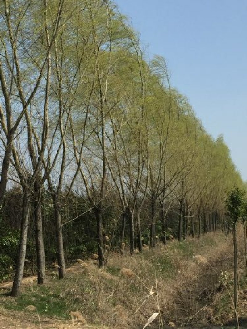 柳树