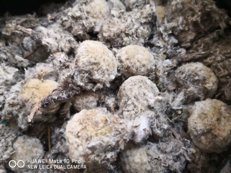 雪莲花藏雪莲干货中药材量大从优2斤起包邮