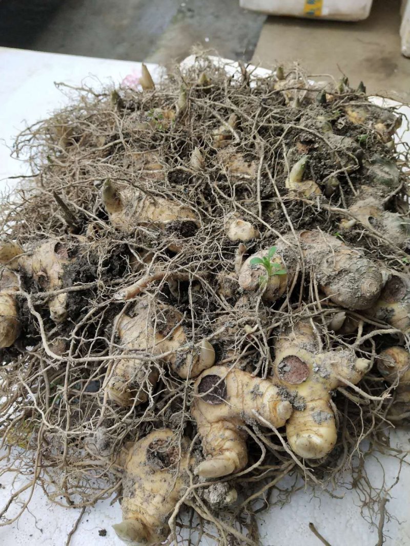 黄精种苗姜型甜黄精种苗，种块