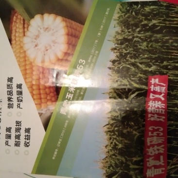 玉米种子