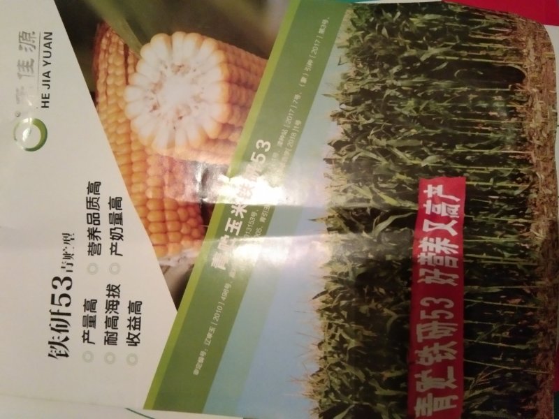 玉米种子