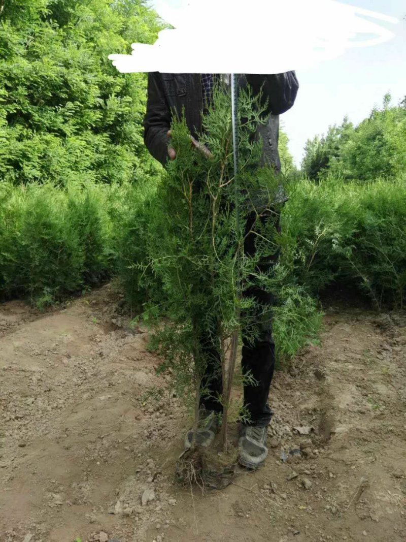 侧柏高度一米量大