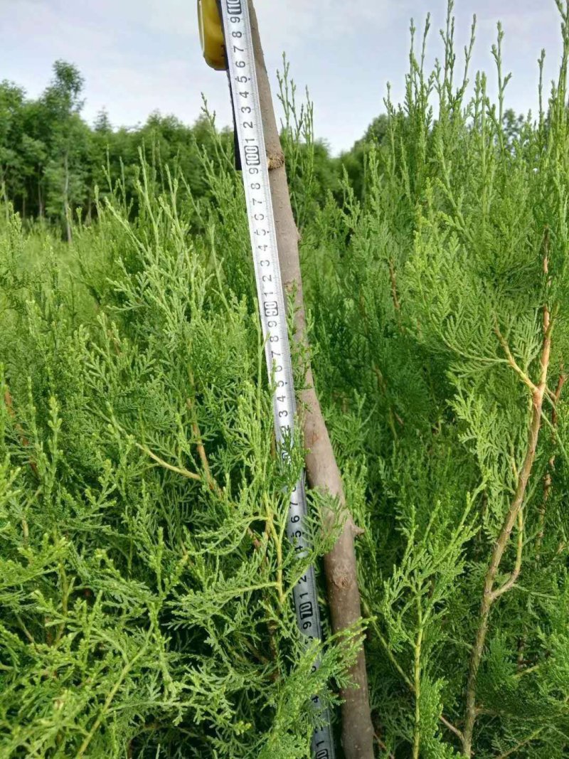 侧柏高度一米量大