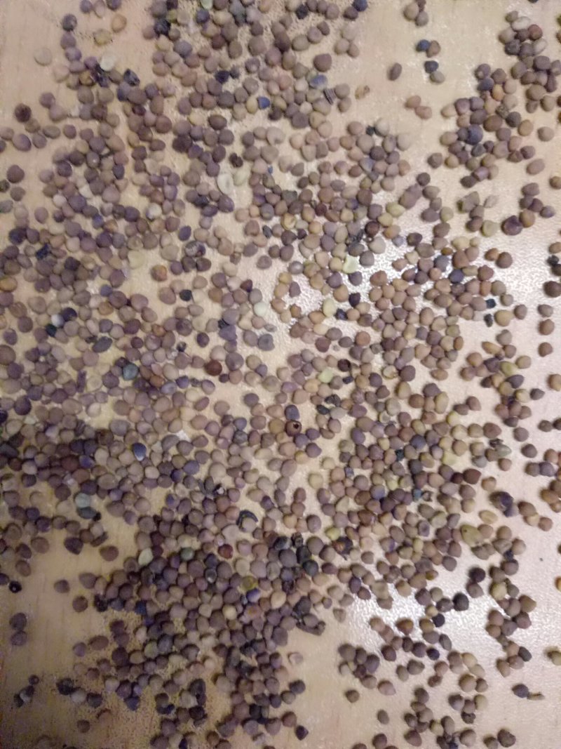 菟丝子四川野生大菟丝子净货颜色好