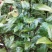 茶花5到15高地经1公分以上或者1米高