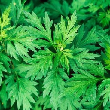 精品手工野生艾草艾草泡脚包艾绒等