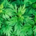 精品手工野生艾草艾草泡脚包艾绒等