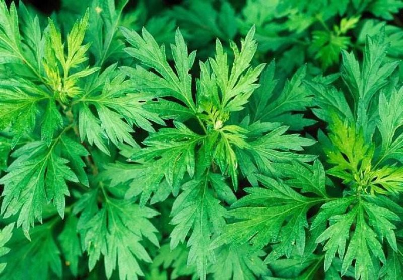 精品手工野生艾草艾草泡脚包艾绒等