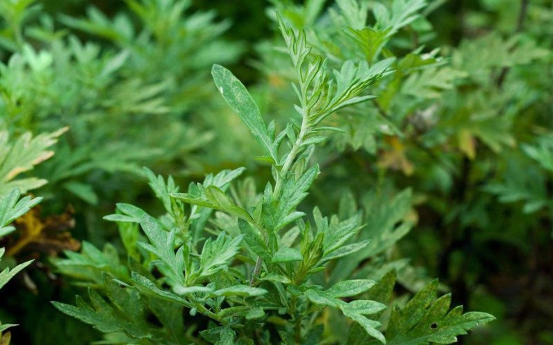 精品手工野生艾草艾草泡脚包艾绒等