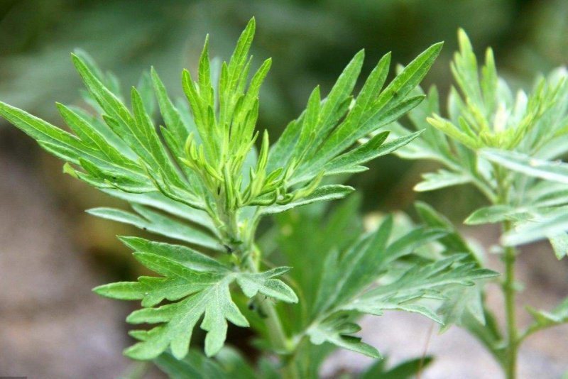 精品手工野生艾草艾草泡脚包艾绒等