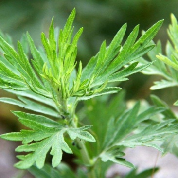 艾草泡脚包
