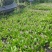 四川白芨