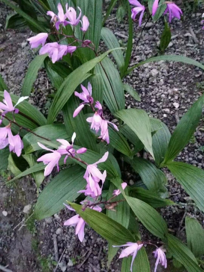 四川白芨