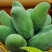 越南大青芒