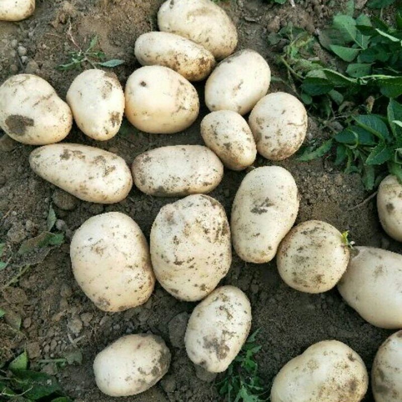 土豆，3两起，无青头