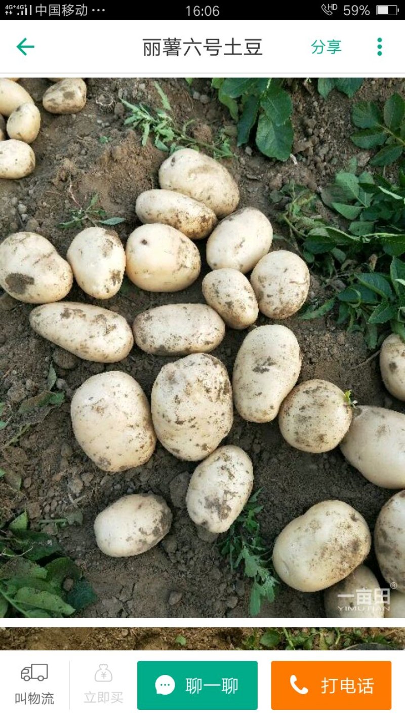 土豆，3两起，无青头