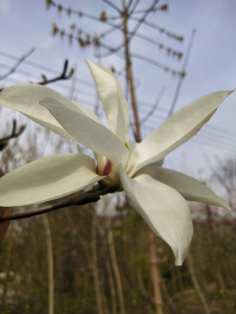 玉兰树-庭院及园林绿化自己家种植便宜处理